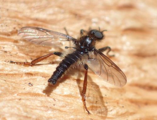 Réf. 271 519 : Bibio lanigerus